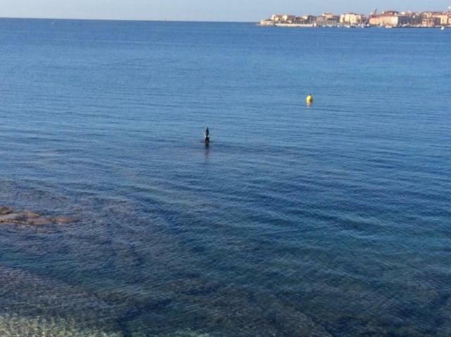 Villa D'Exception, Piscine, Vue Mer, Plage A 100M Ajaccio  Bagian luar foto